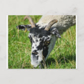 Carte Postale Mouton (Devant)