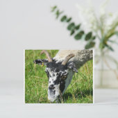 Carte Postale Mouton (Debout devant)