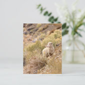 Carte Postale Mouton (Debout devant)