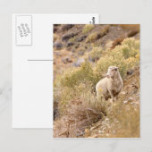 Carte Postale Mouton (Devant / Derrière)