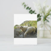 Carte Postale Mouton (Debout devant)