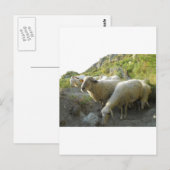Carte Postale Mouton (Devant / Derrière)
