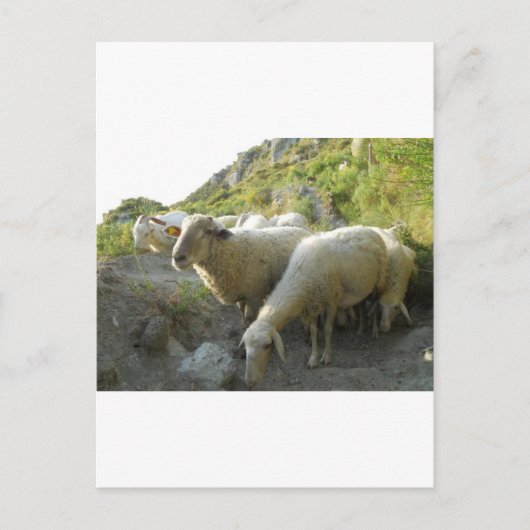 Carte Postale Mouton (Devant)