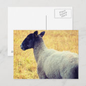 Carte Postale Mouton (Devant / Derrière)