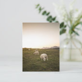 Carte Postale Mouton (Debout devant)