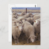 Carte Postale Mouton (Devant / Derrière)