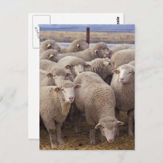 Carte Postale Mouton (Devant / Derrière)