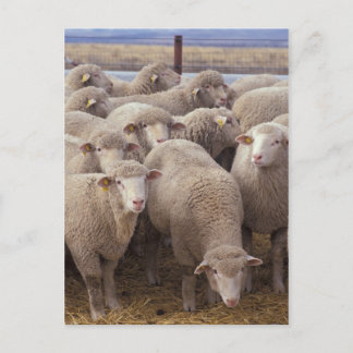 Carte Postale Mouton