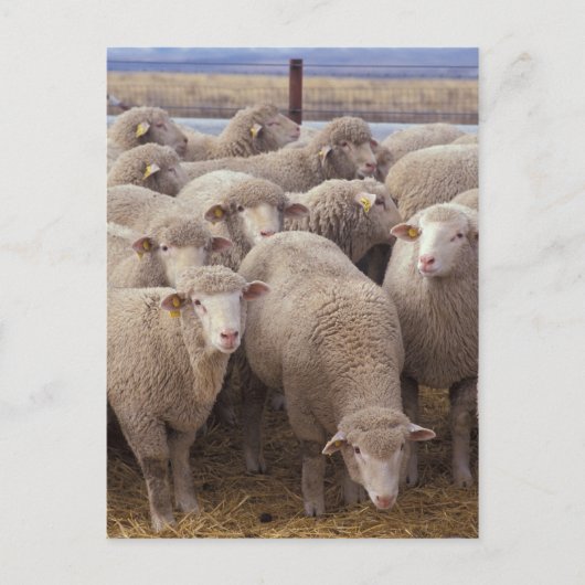 Carte Postale Mouton (Devant)