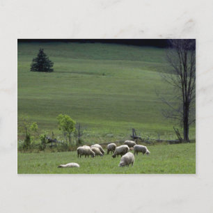 Carte Postale Mouton