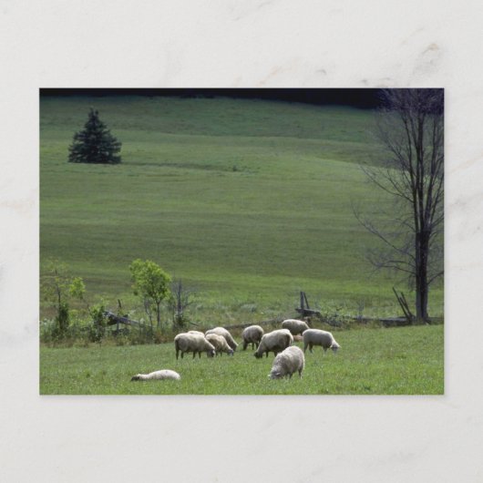 Carte Postale Mouton (Devant)