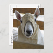 Carte Postale Mouton à capuchon 1 (Devant / Derrière)