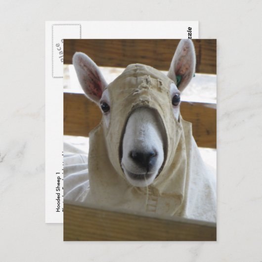Carte Postale Mouton à capuchon 1 (Devant / Derrière)
