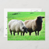 Carte Postale Mouton à tête noire (Devant / Derrière)