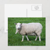 Carte Postale Mouton adulte (Devant / Derrière)