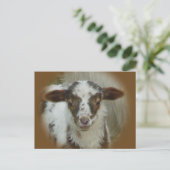 Carte Postale Mouton - Agneau Brown tacheté (Debout devant)