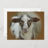Carte Postale Mouton - Agneau Brown tacheté (Devant / Derrière)