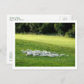 Carte Postale Mouton au sommeil (Devant / Derrière)