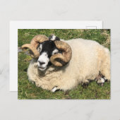 Carte Postale Mouton avec cornes bouclés. Île d'Islay, Écosse (Devant / Derrière)