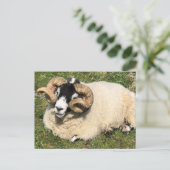 Carte Postale Mouton avec cornes bouclés. Île d'Islay, Écosse (Debout devant)