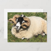 Carte Postale Mouton avec cornes bouclés. Île d'Islay, Écosse (Devant / Derrière)