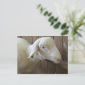Carte Postale Mouton Avec Paille (Debout devant)