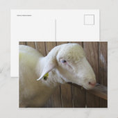 Carte Postale Mouton Avec Paille (Devant / Derrière)
