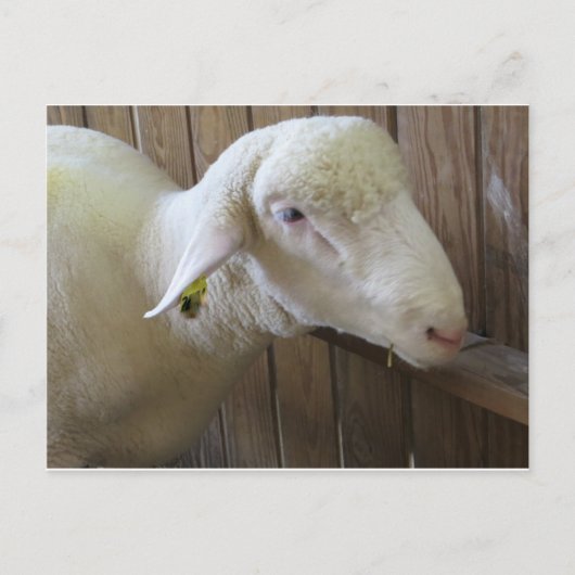 Carte Postale Mouton Avec Paille (Devant)