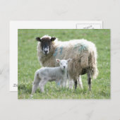 Carte Postale Mouton avec son agneau (Devant / Derrière)