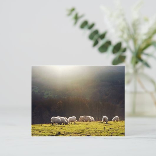 Carte Postale mouton basque (Debout devant)