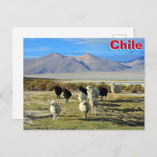 Carte Postale mouton chilien (Devant / Derrière)