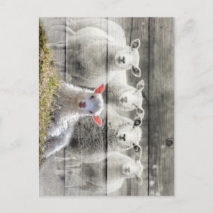 Carte Postale Mouton d'agneau de bébé