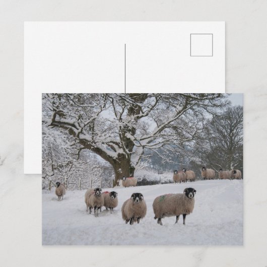 Carte Postale Mouton dans la neige (Devant / Derrière)