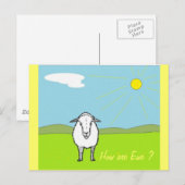 Carte Postale Mouton Dans Un Champ (Devant / Derrière)