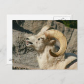 Carte Postale Mouton de Bighorn riant (Devant / Derrière)
