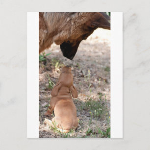 Carte Postale mouton de chiot et germanique