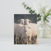 Carte Postale mouton de Sainte-Croix (Debout devant)