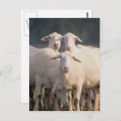 Carte Postale mouton de Sainte-Croix (Devant / Derrière)