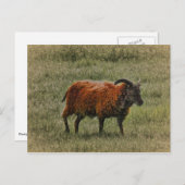 Carte Postale Mouton de soja (Devant / Derrière)