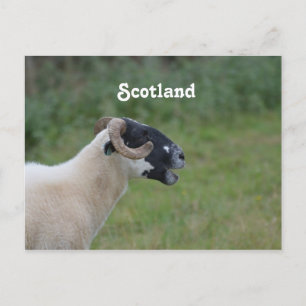 Carte Postale Mouton des Highlands