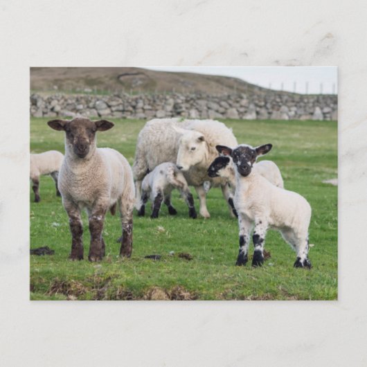Carte Postale Mouton des Shetland (Devant)