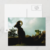 Carte Postale Mouton du désert (Devant / Derrière)