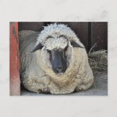 Carte Postale Mouton endormi (Devant)