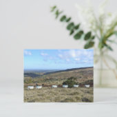 Carte Postale Mouton foncé (Debout devant)