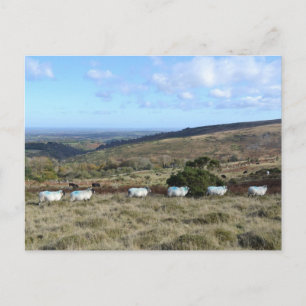Carte Postale Mouton foncé