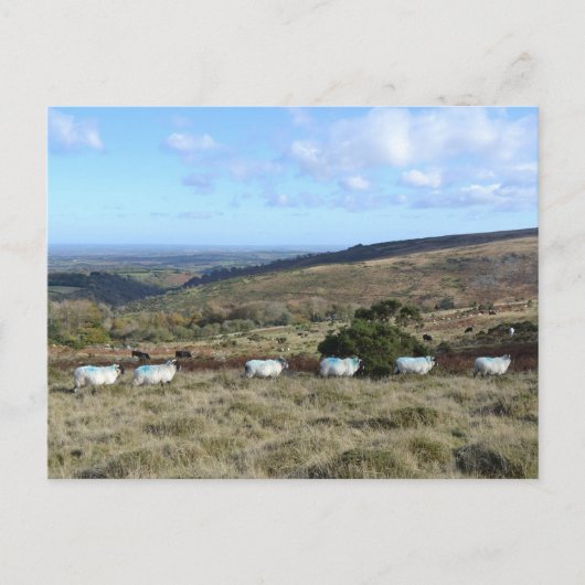 Carte Postale Mouton foncé (Devant)