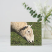 Carte Postale Mouton gallois (Debout devant)