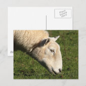 Carte Postale Mouton gallois (Devant / Derrière)