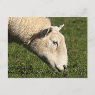 Carte Postale Mouton gallois