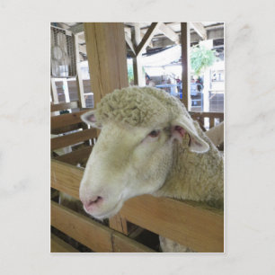 Carte Postale Mouton laineux